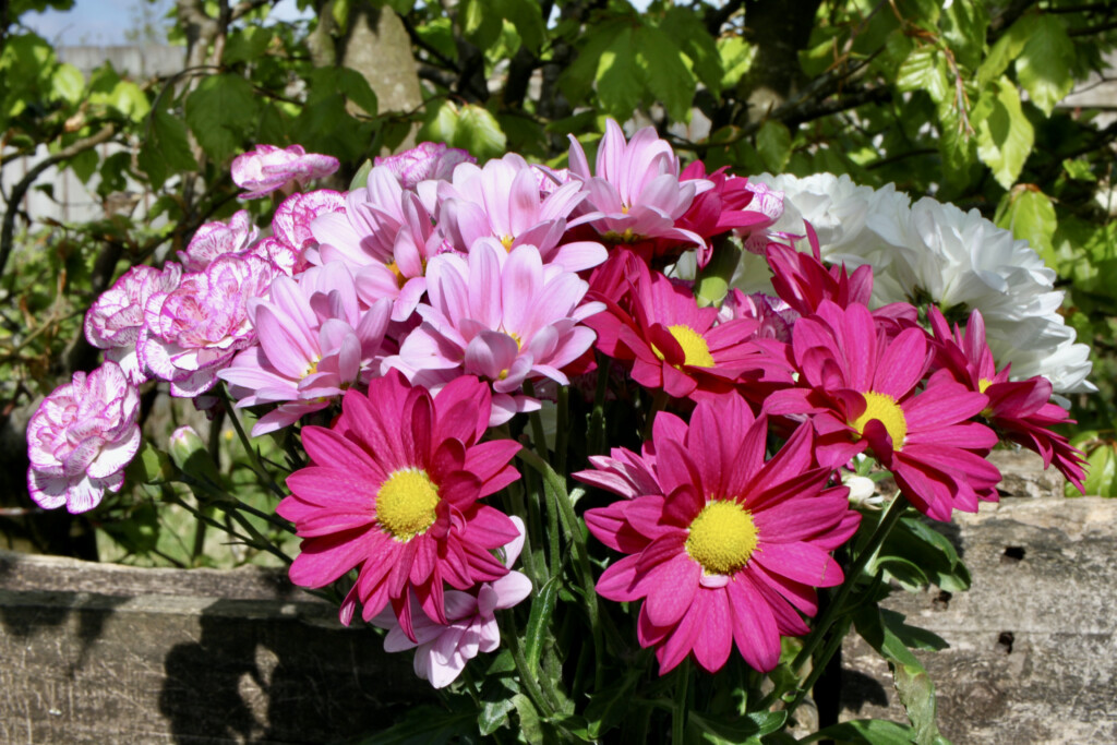 Chrysanthemums