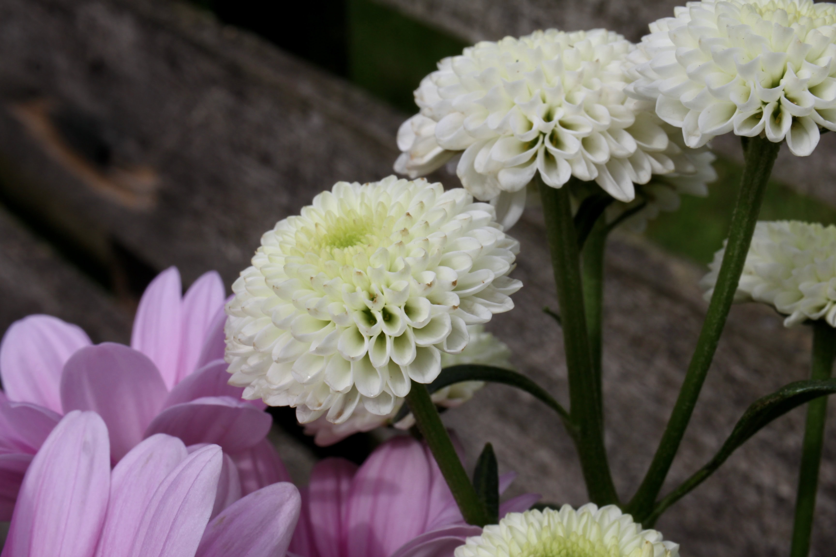 Chrysanthemums — FOTD Jan 23