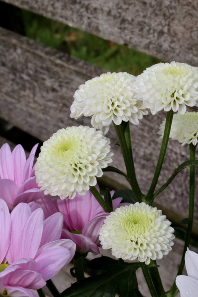 Chrysanthemums