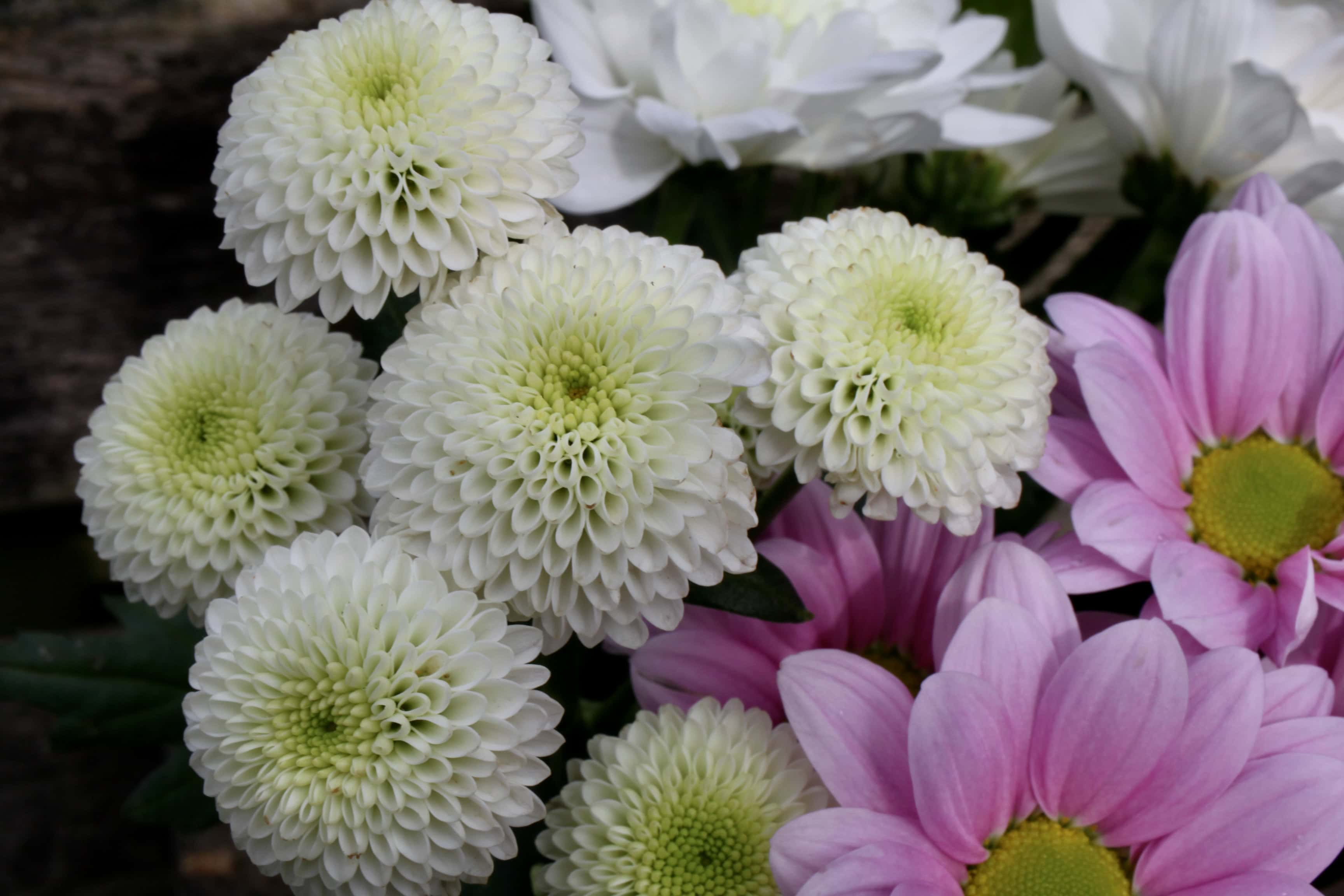 Chrysanthemums — FOTD Jan 24