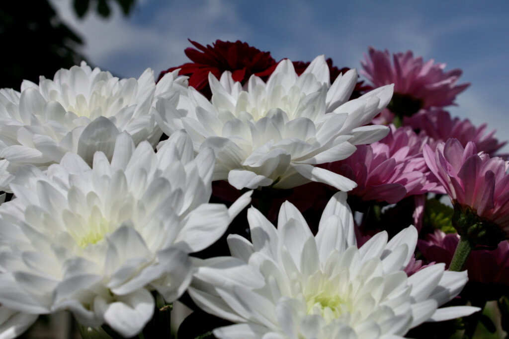 Chrysanthemums
