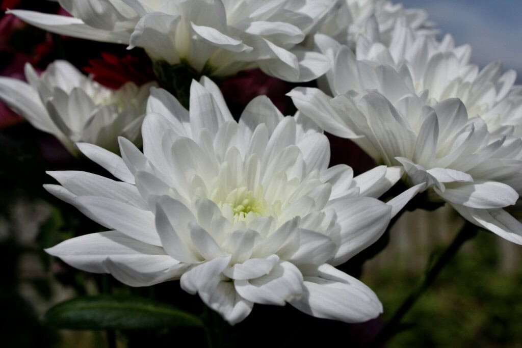 Chrysanthemums