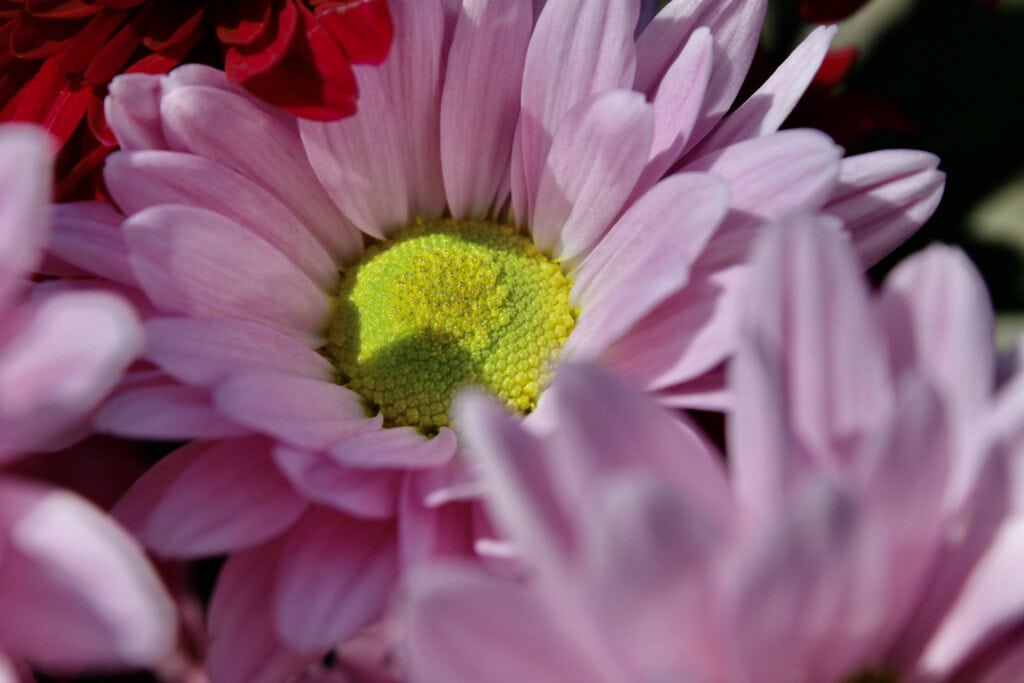 Chrysanthemums