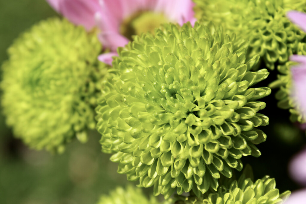 Chrysanthemums