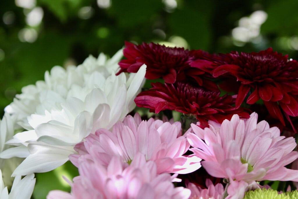 Chrysanthemums