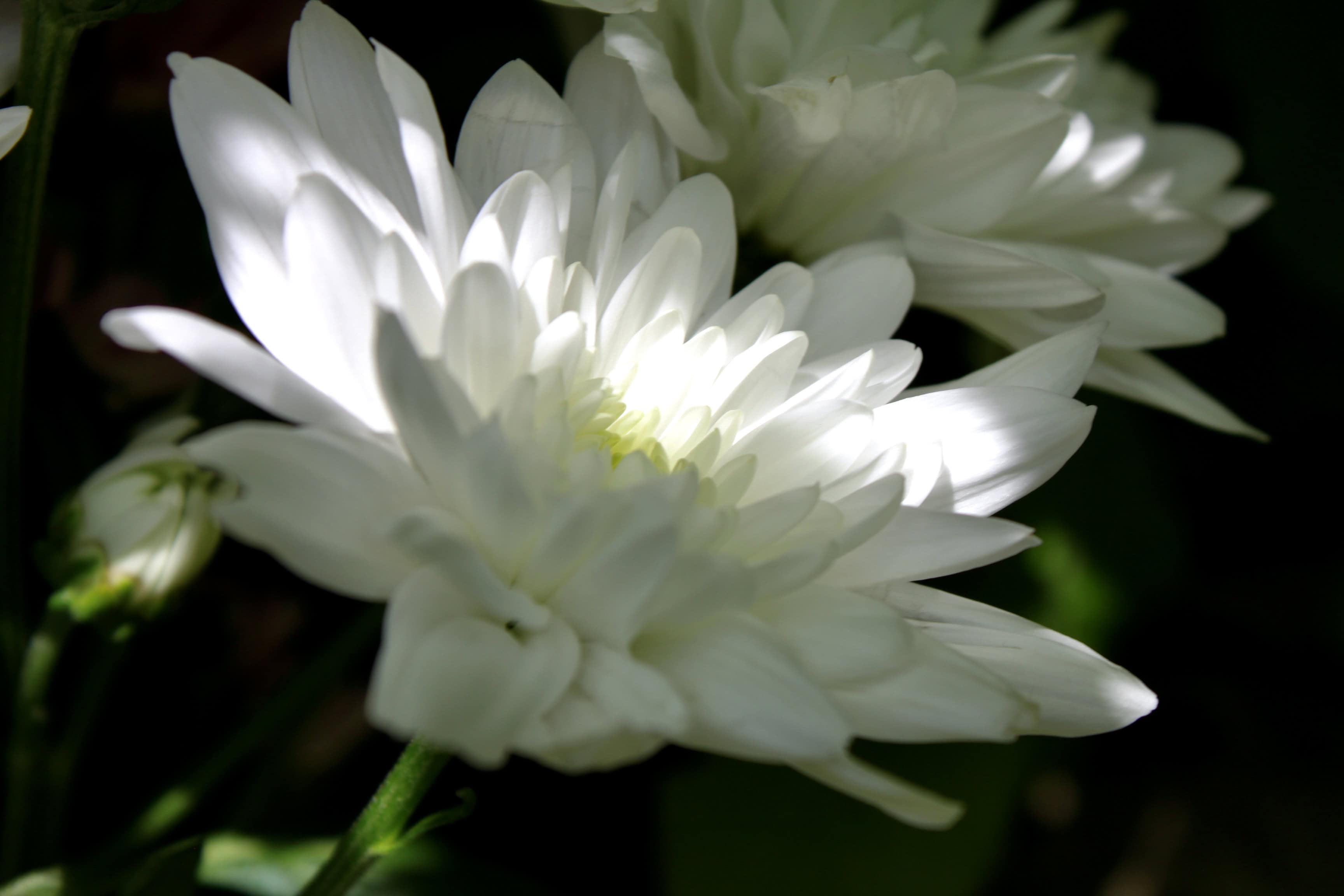 Chrysanthemums — FOTD Jan 16
