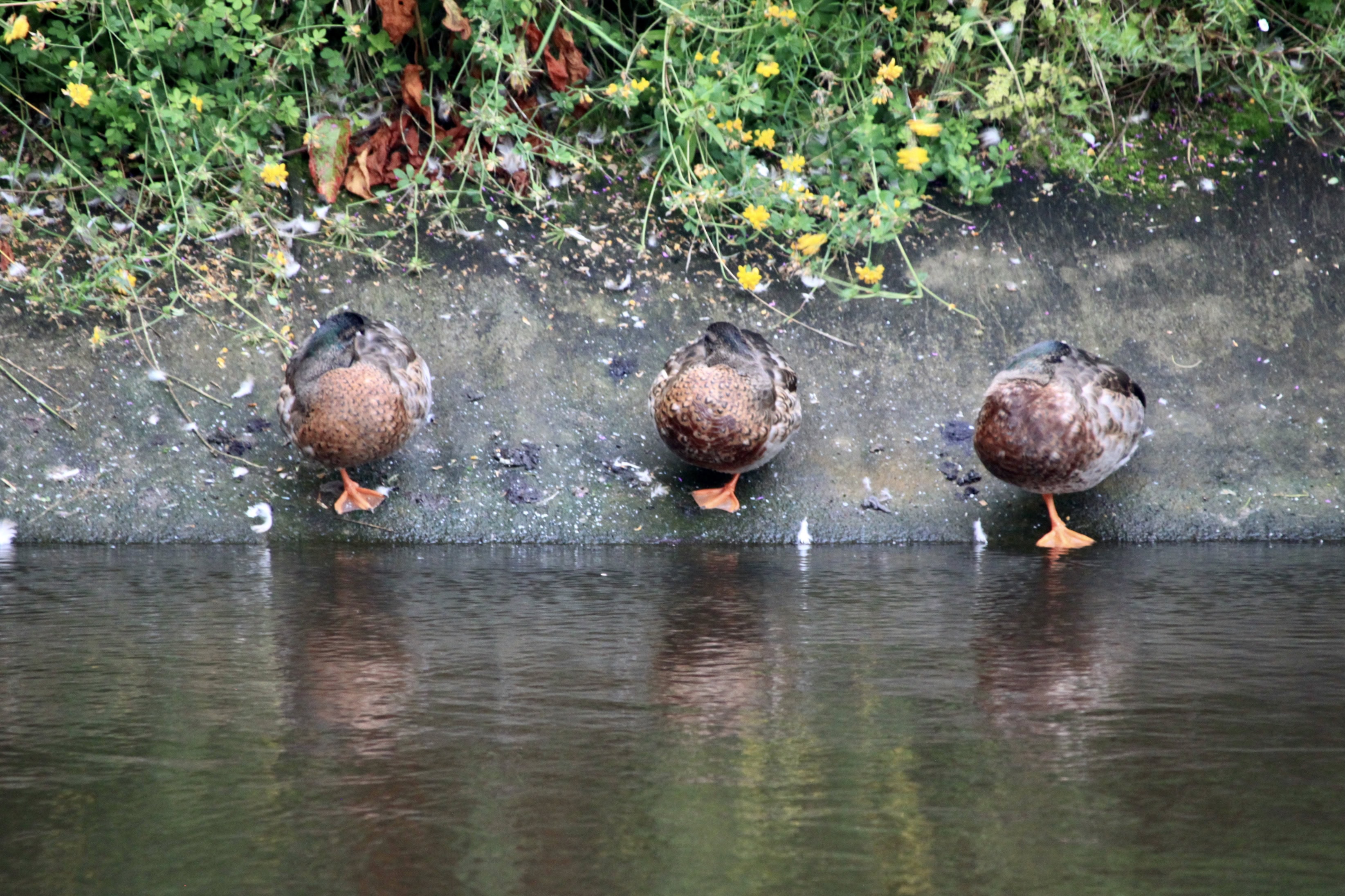Mallards — Fan Of… #192
