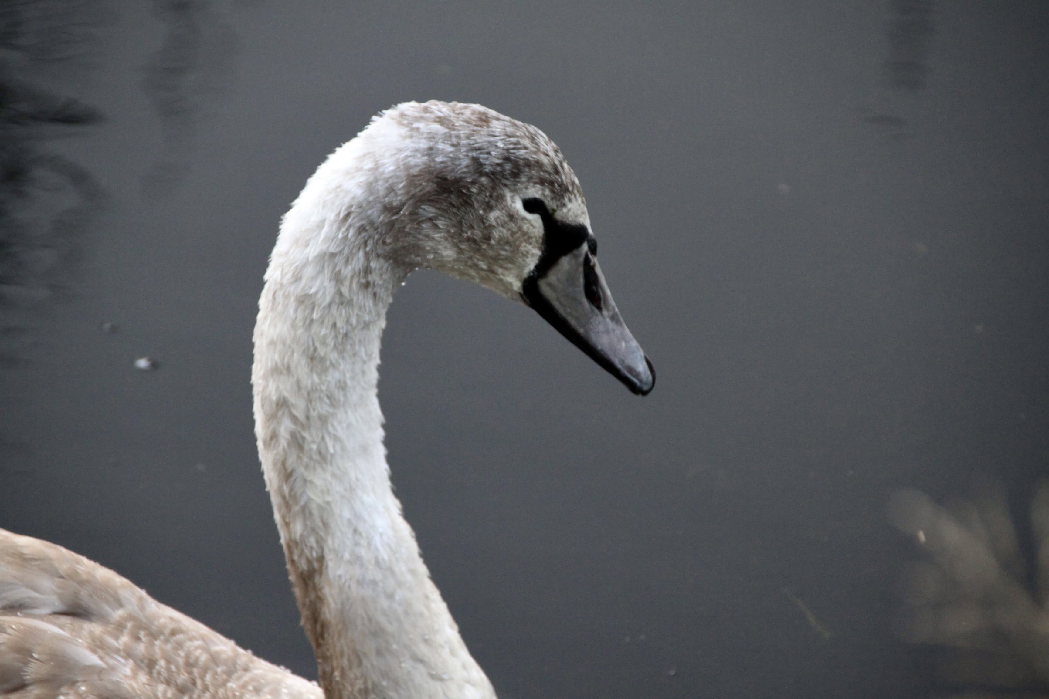 Juvenile Swan — Monday Portrait Jan 23