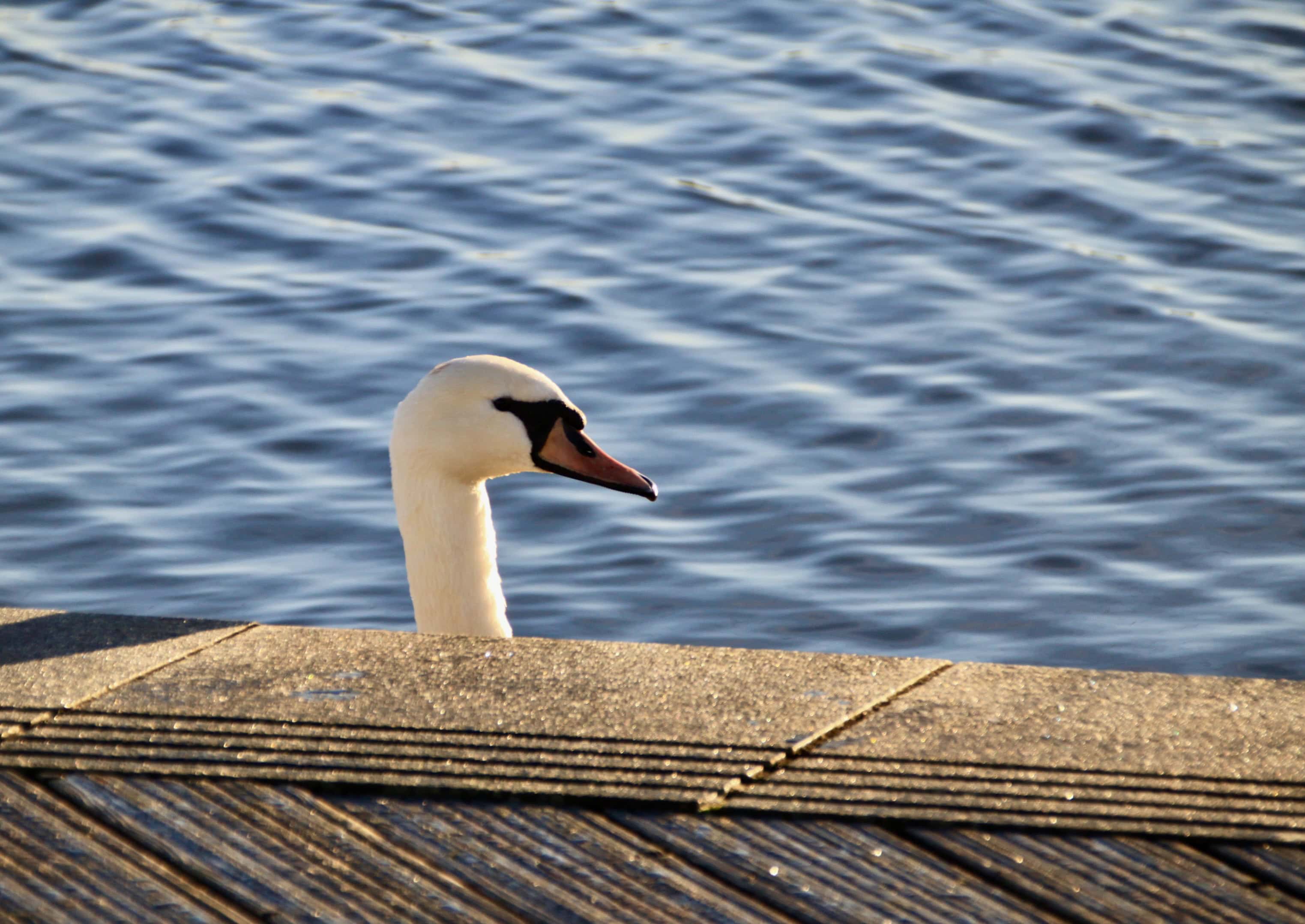 Swan — Monday Portrait Jan 30