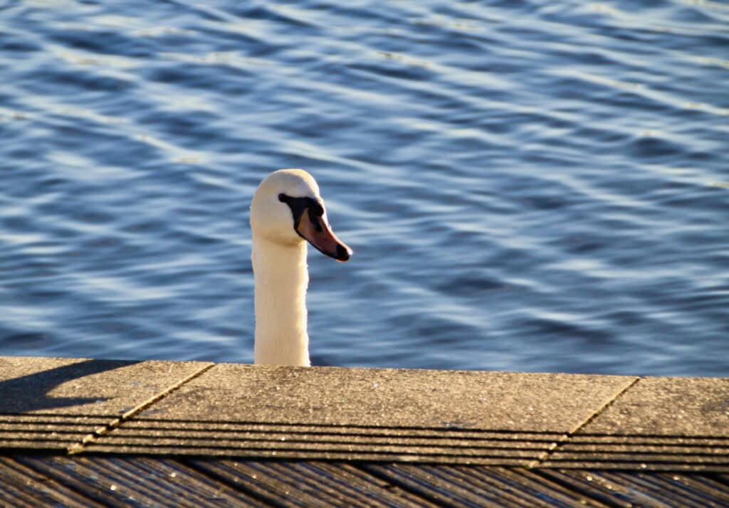 swan