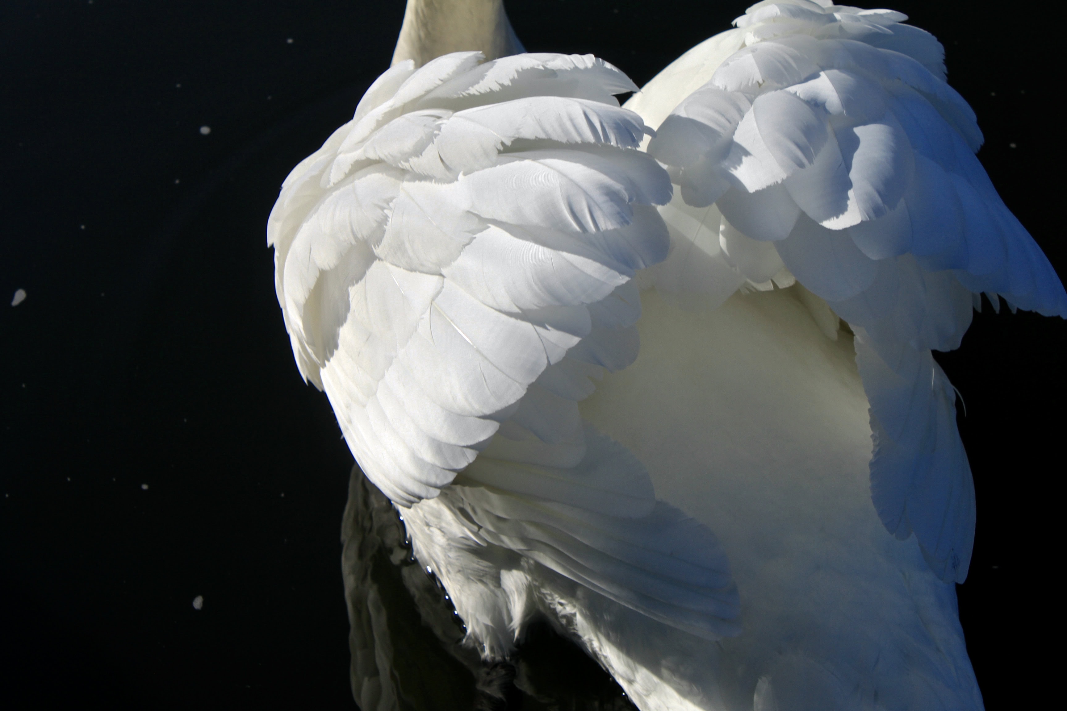 Feathered Friends — CFFC