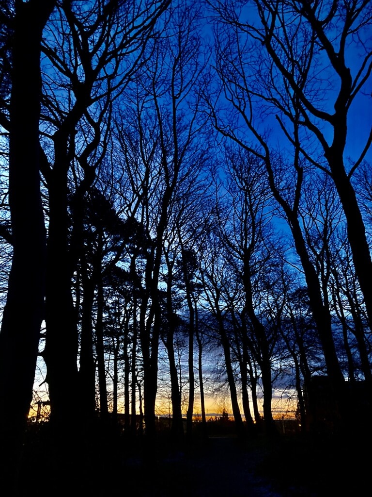 Dawn through the trees