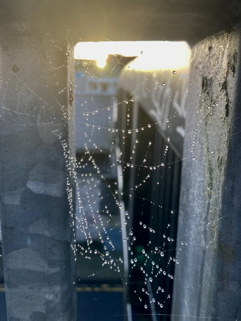 Dew on a cobweb