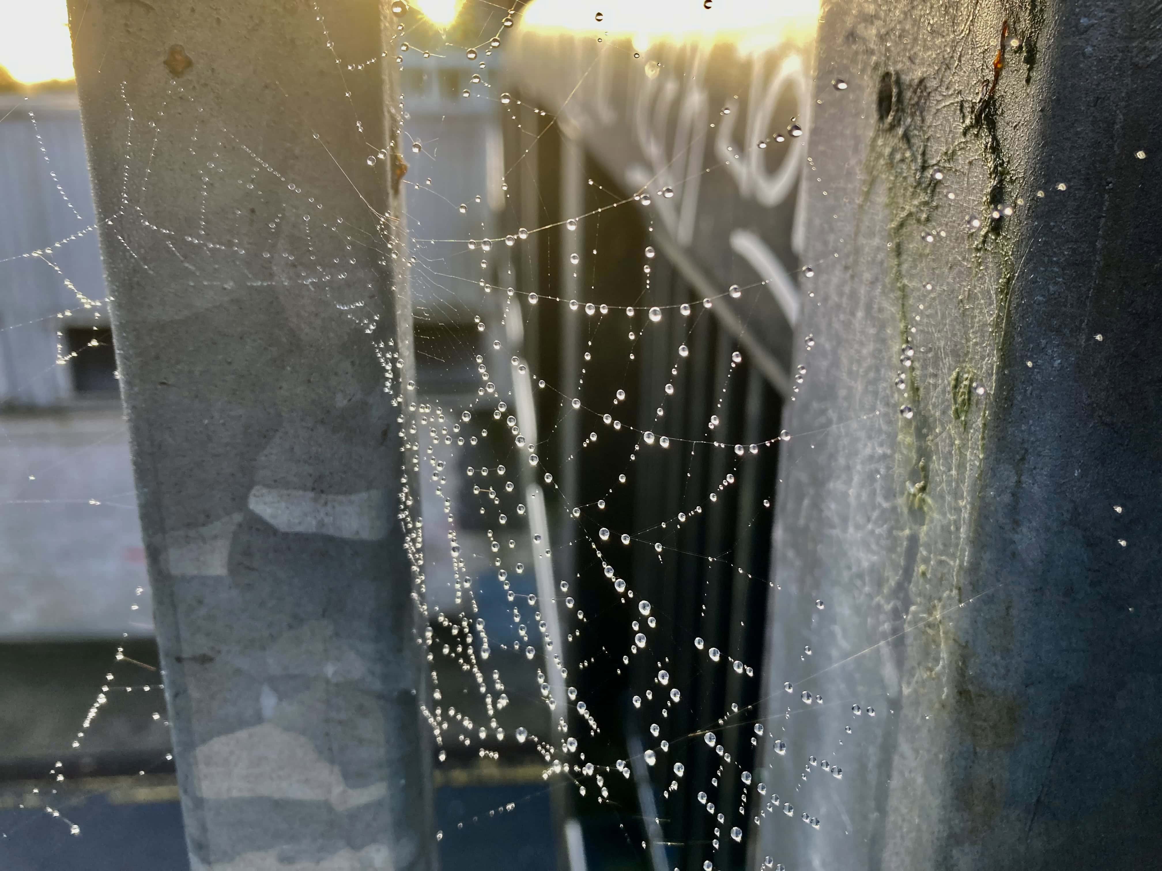 Cobwebs & Dew — Cellpic Sunday