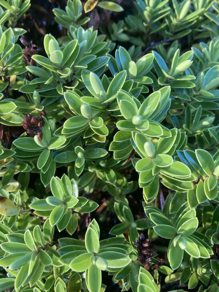 Succulents