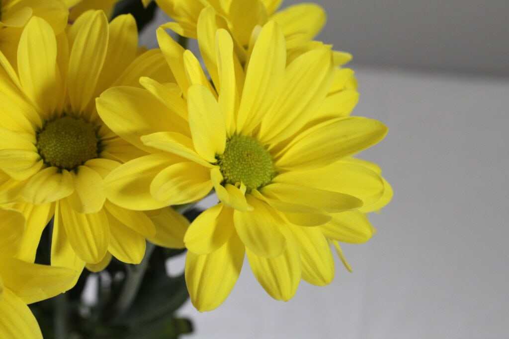 Chrysanthemums