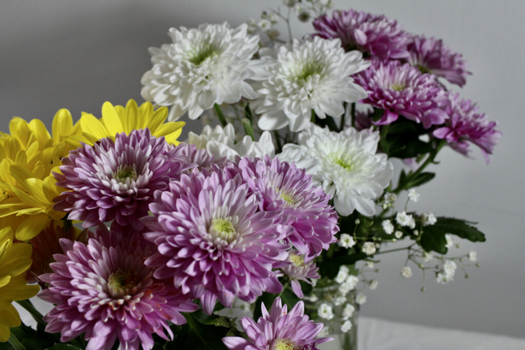 Chrysanthemums