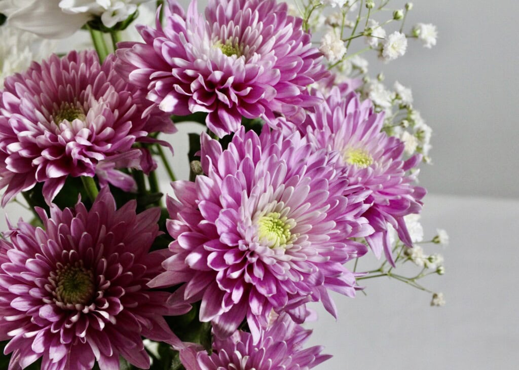 Chrysanthemums