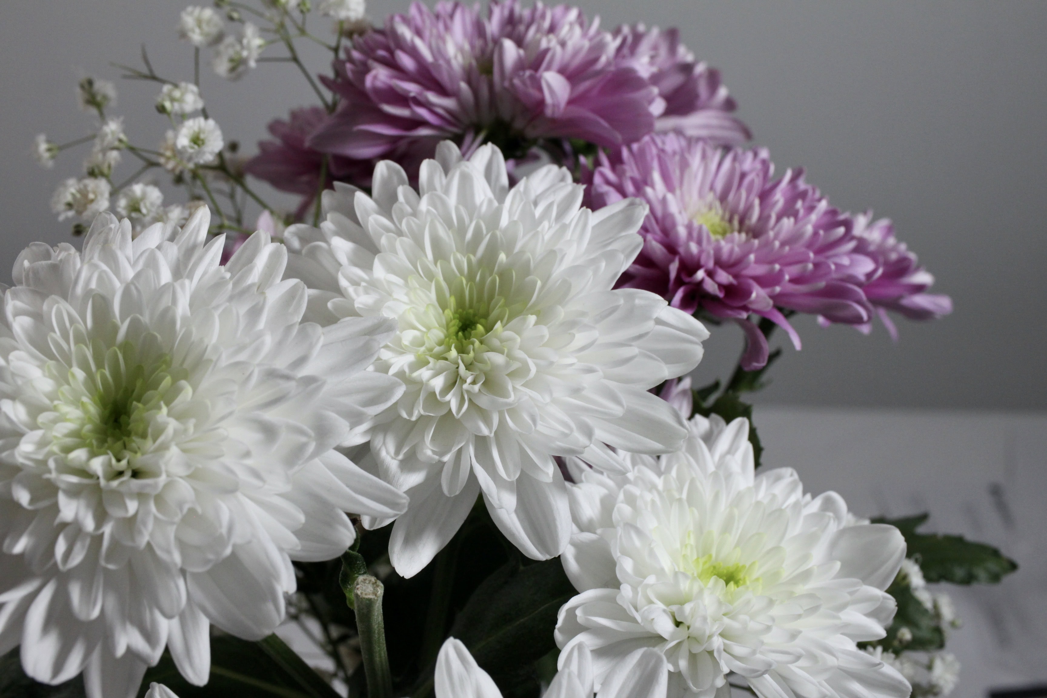 Chrysanthemums — FOTD Jan 05
