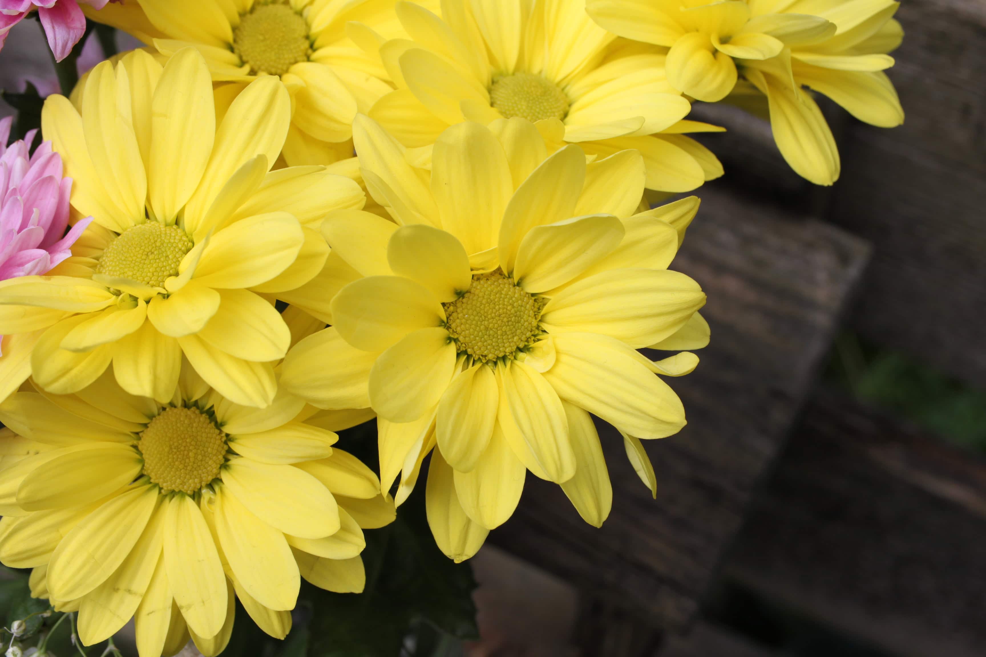 Chrysanthemums — FOTD Jan 10