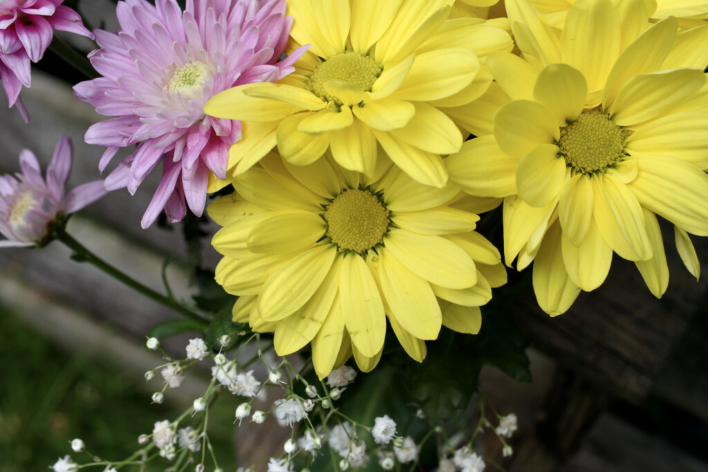 Chrysanthemums
