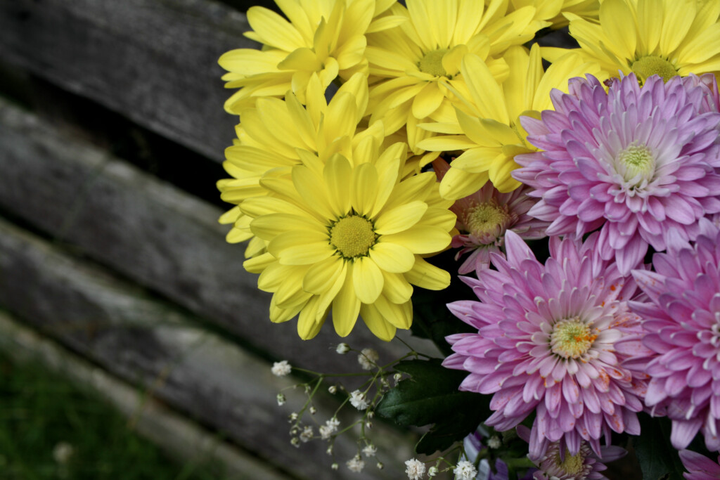 Chrysanthemums