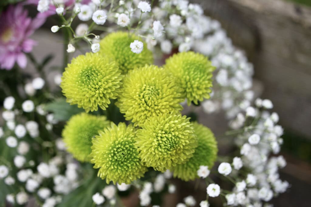 Chrysanthemums