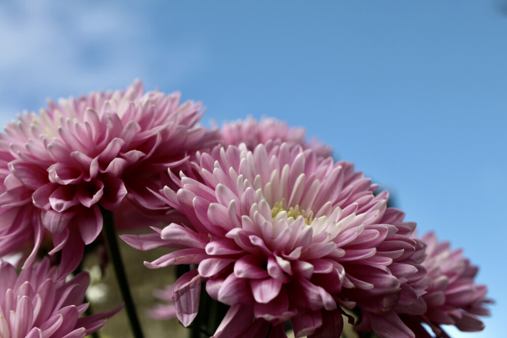 Chrysanthemums