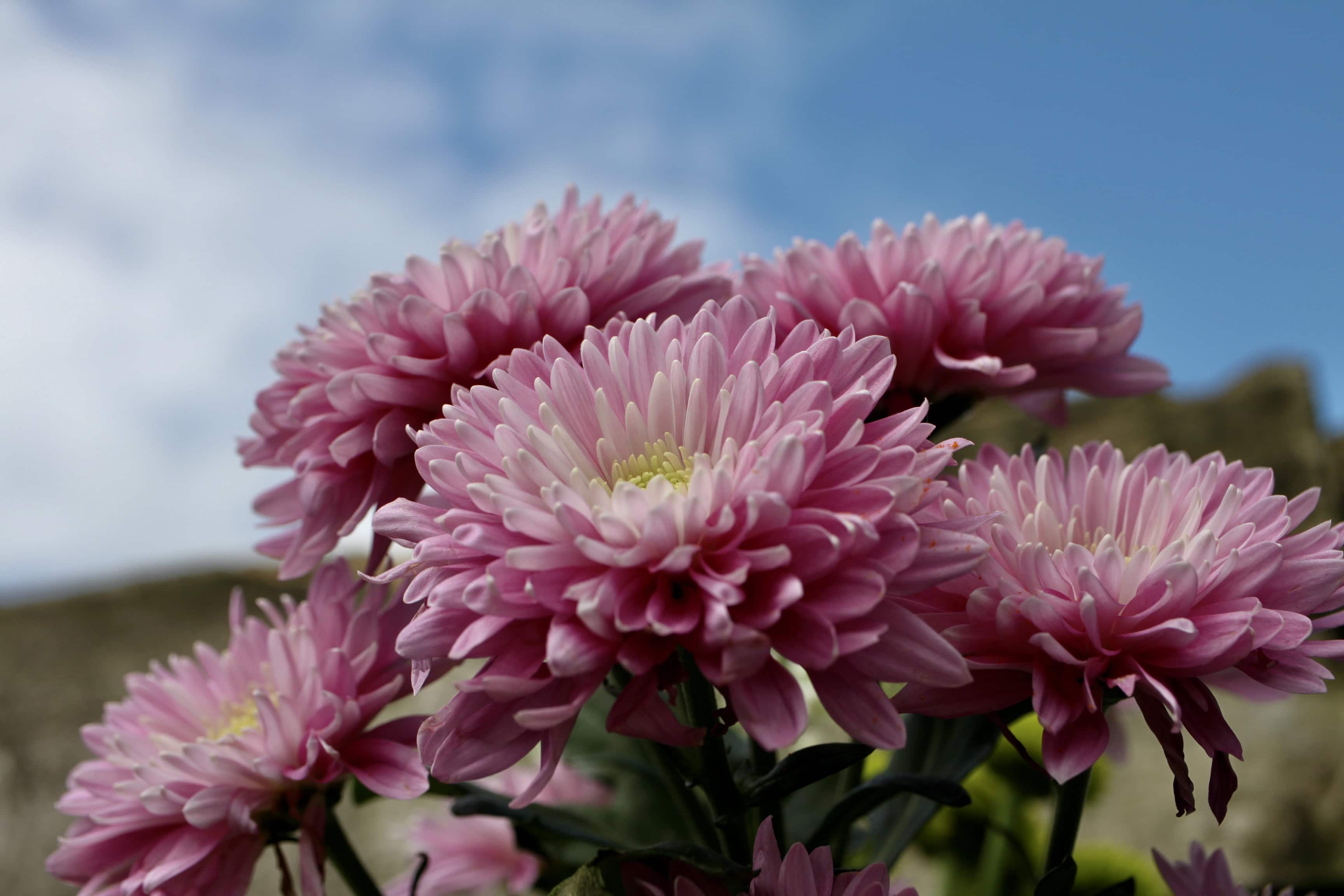 Chrysanthemums — FOTD Jan 14