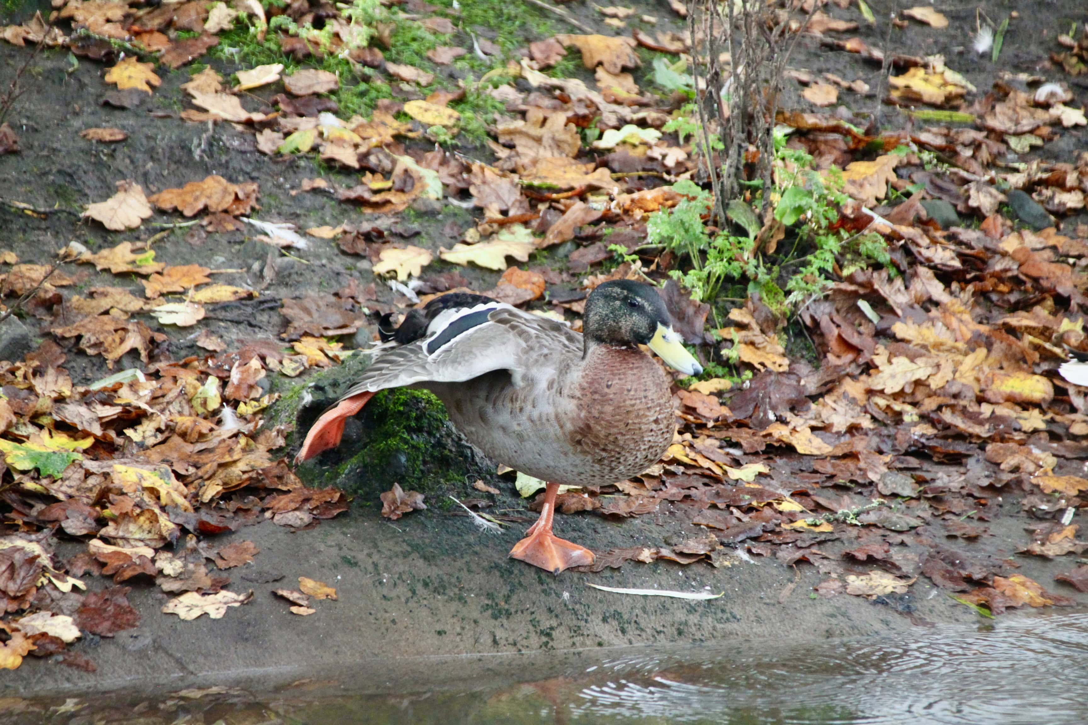 Time for Mr Duck’s Morning Stretches