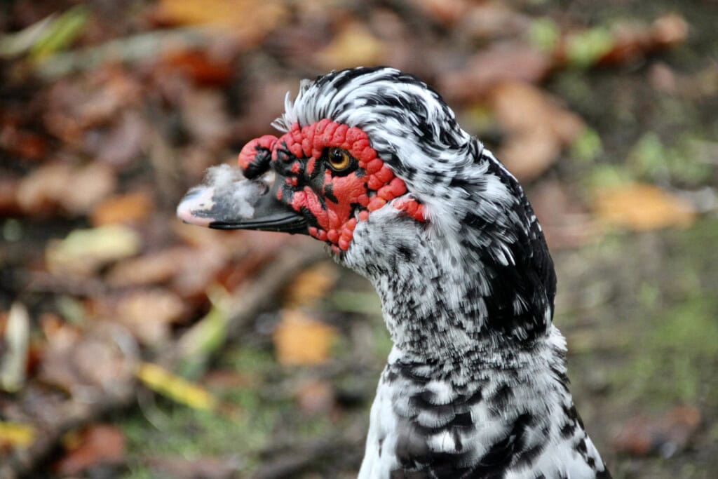 Muscovy duck