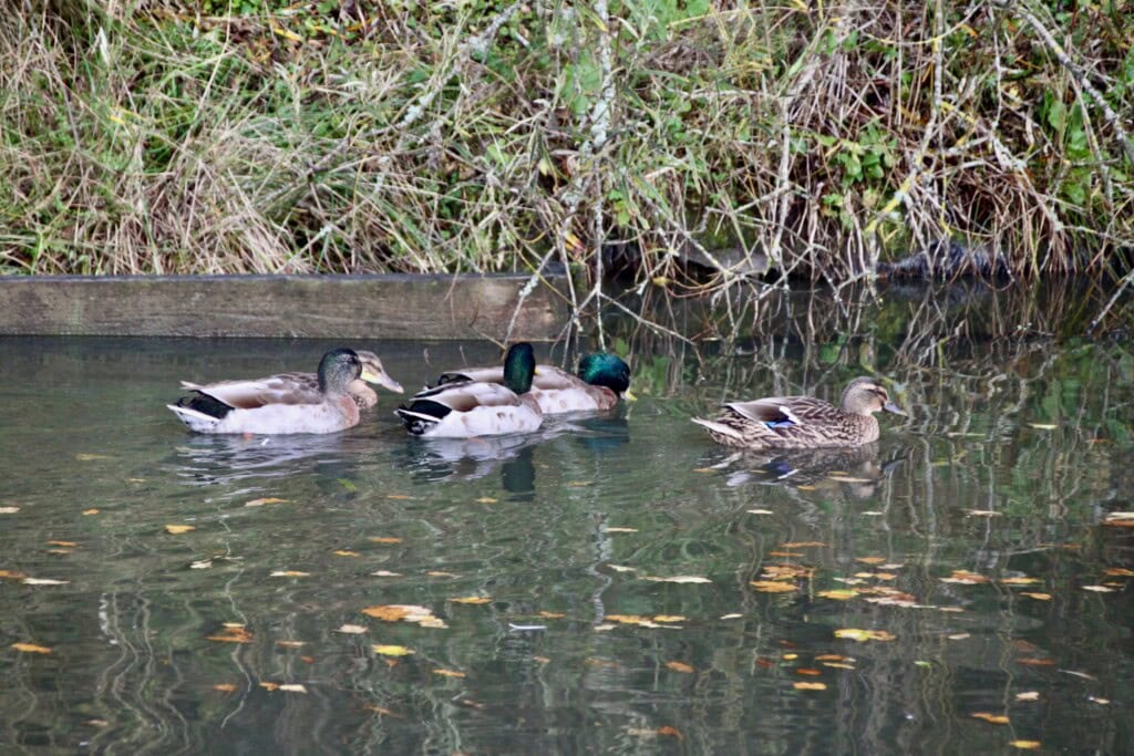 Male & female mallards