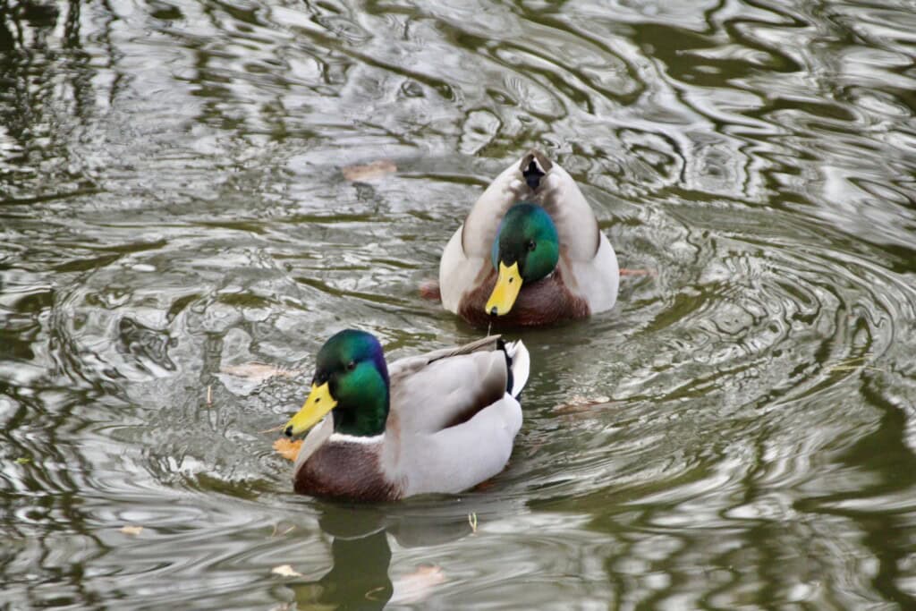 Mallard drakes
