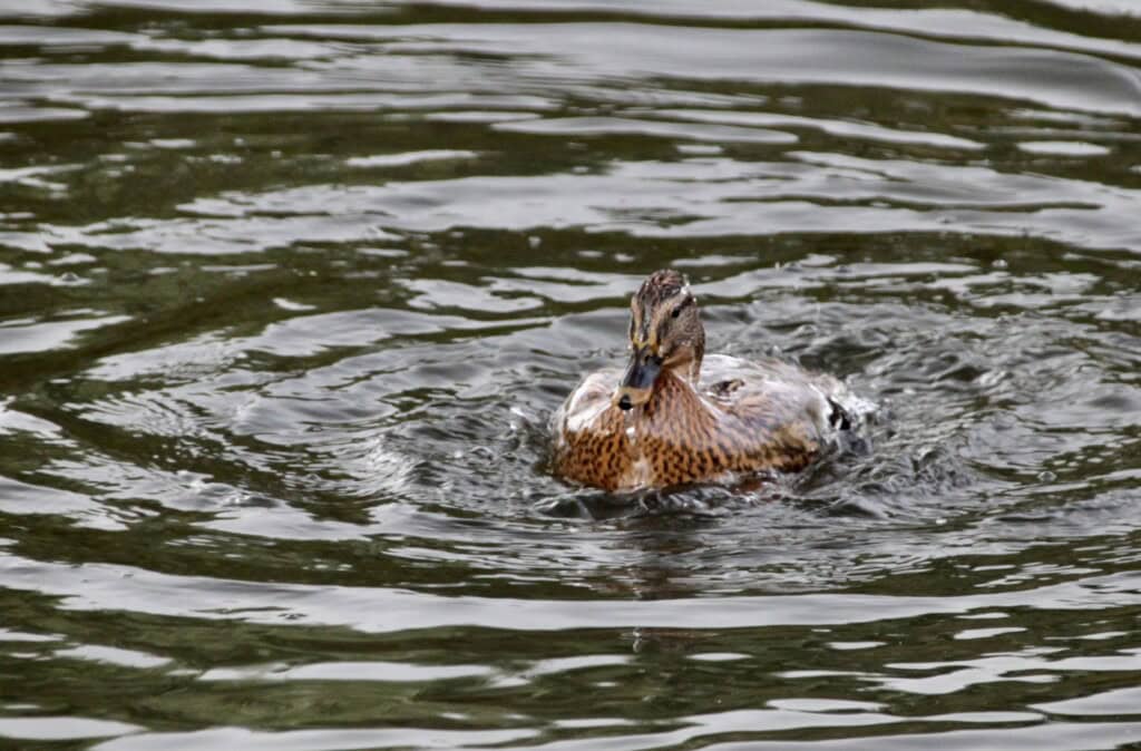 Female Mallard