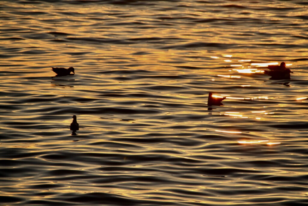 Ripples reflecting the sunrise & seagulls
