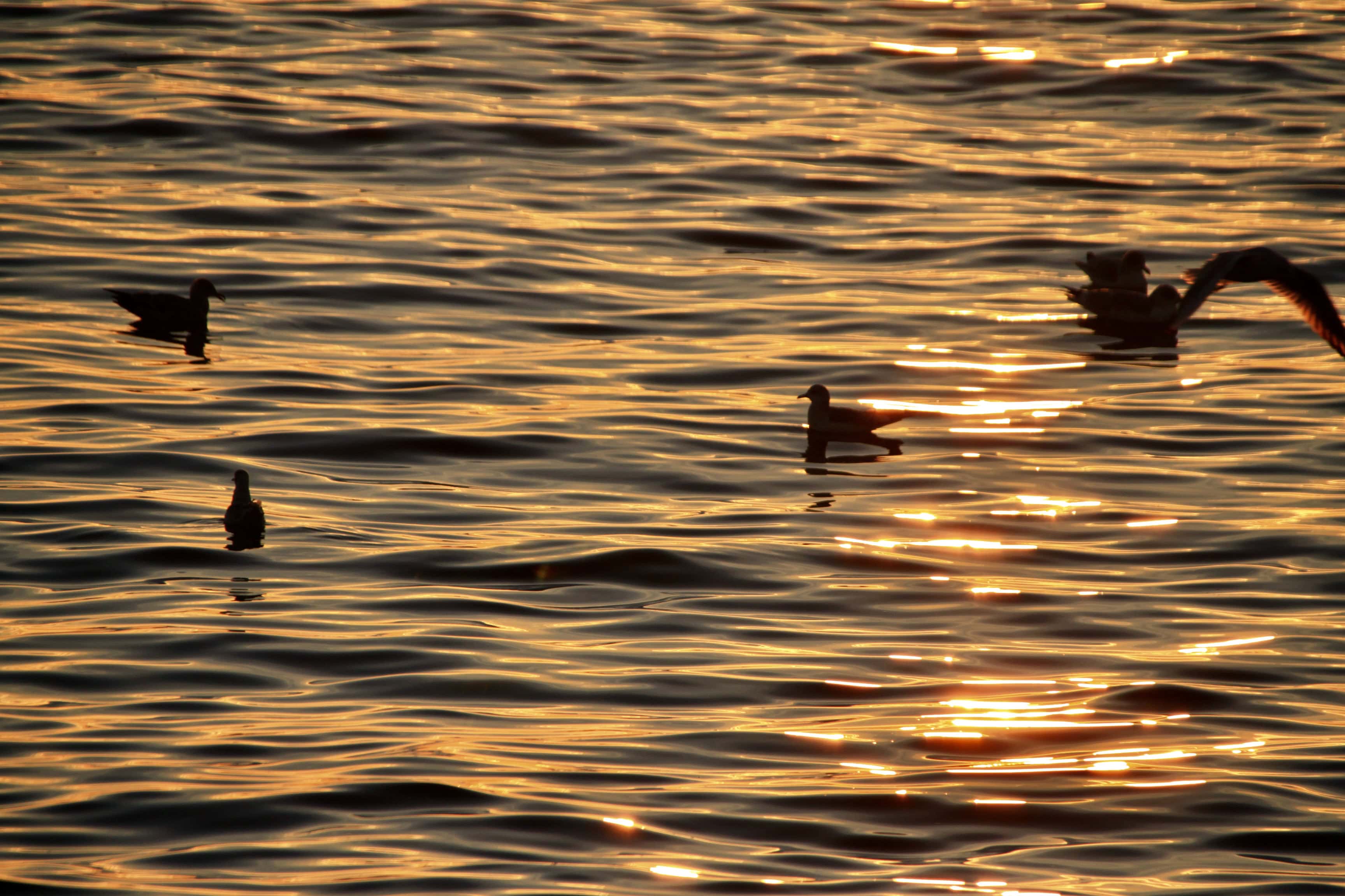 Ripples & Seagulls — Water Water Everywhere #164