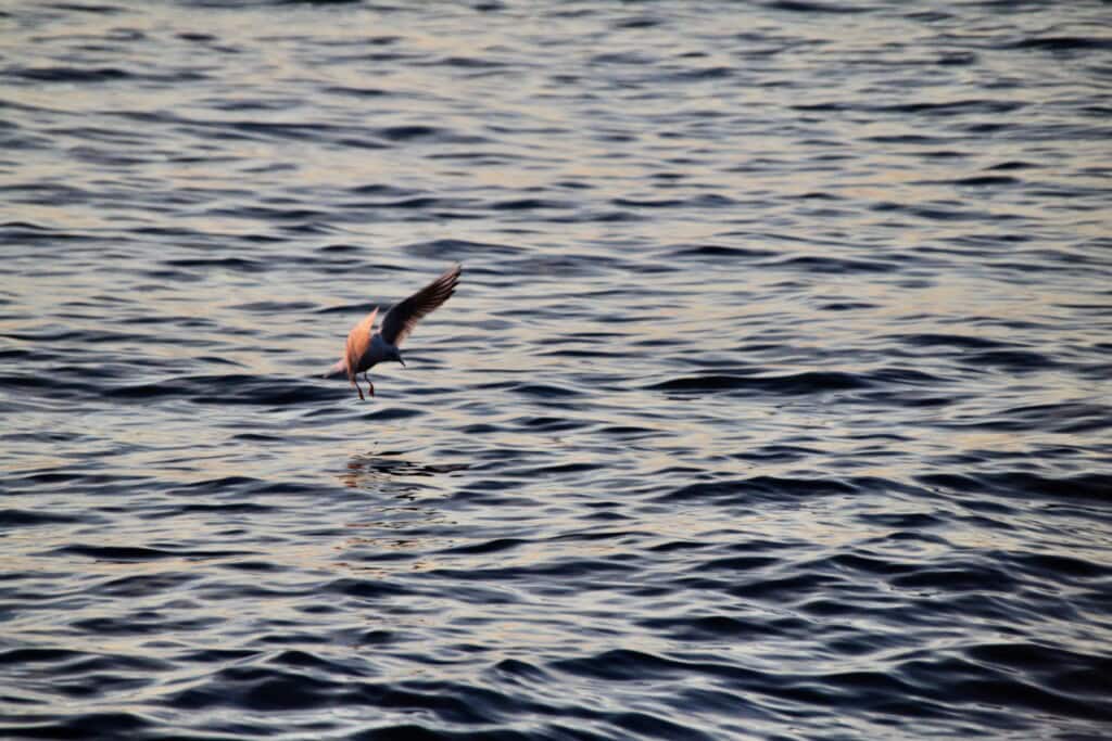 Coming in to land
