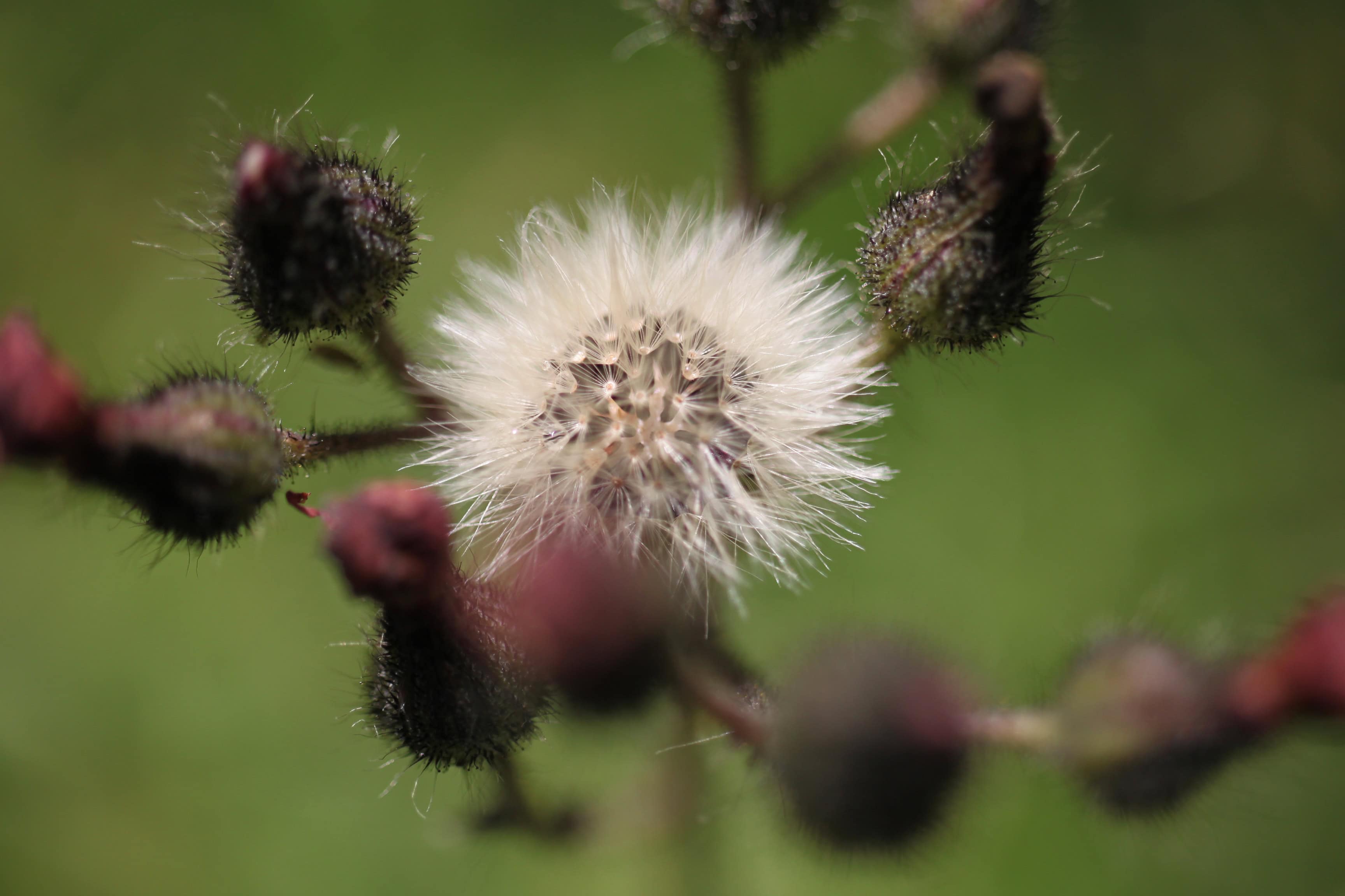 Orange Hawkweed Seeds — Macro Monday Jan 16