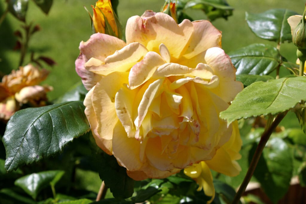 Rose