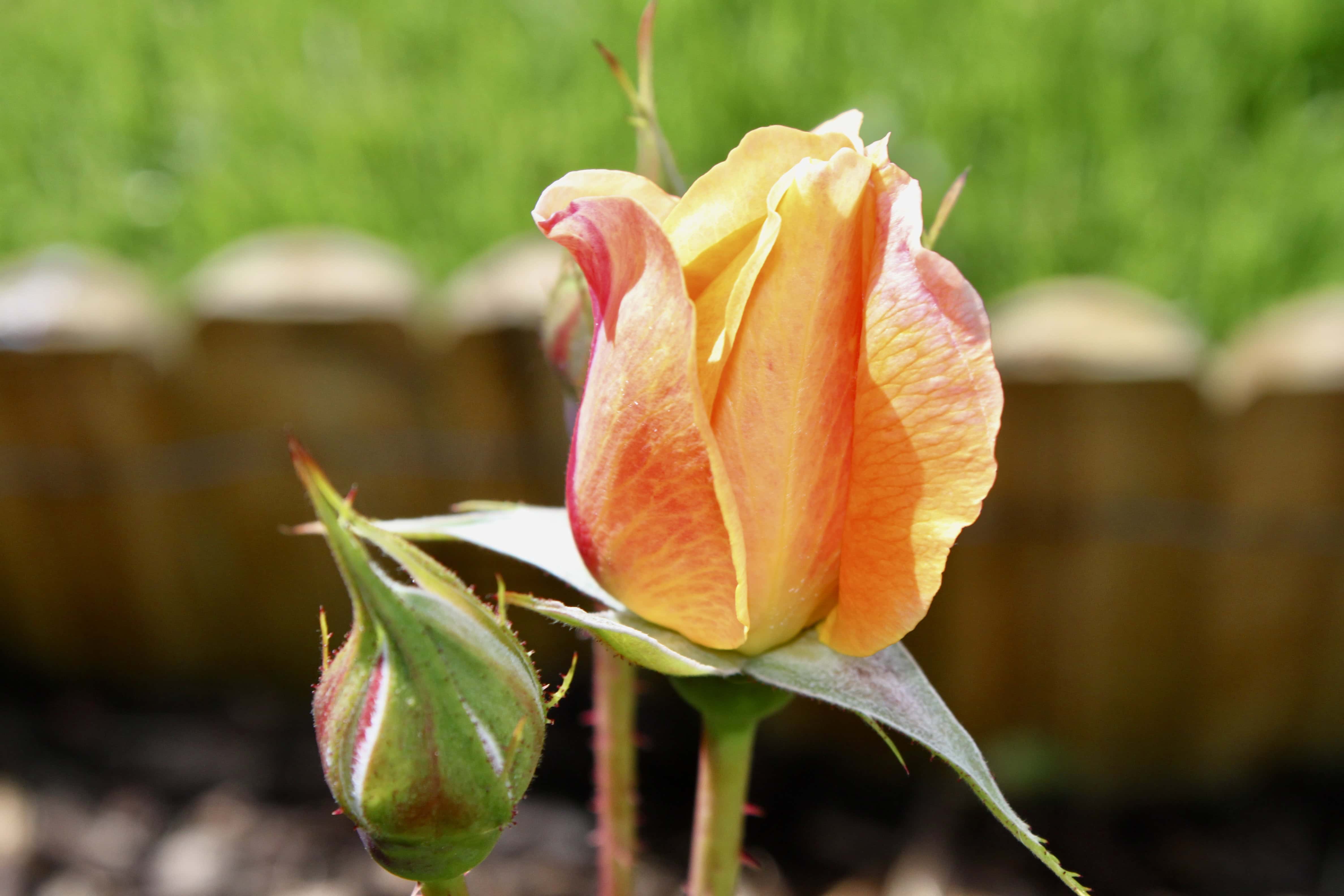 Rose — FOTD Feb 19