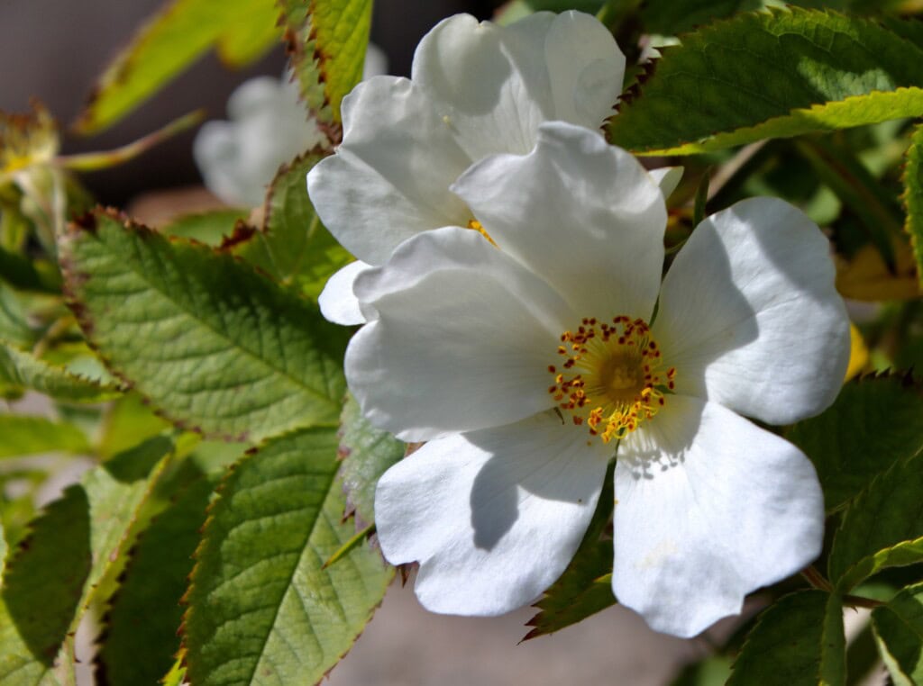 Wild Rose