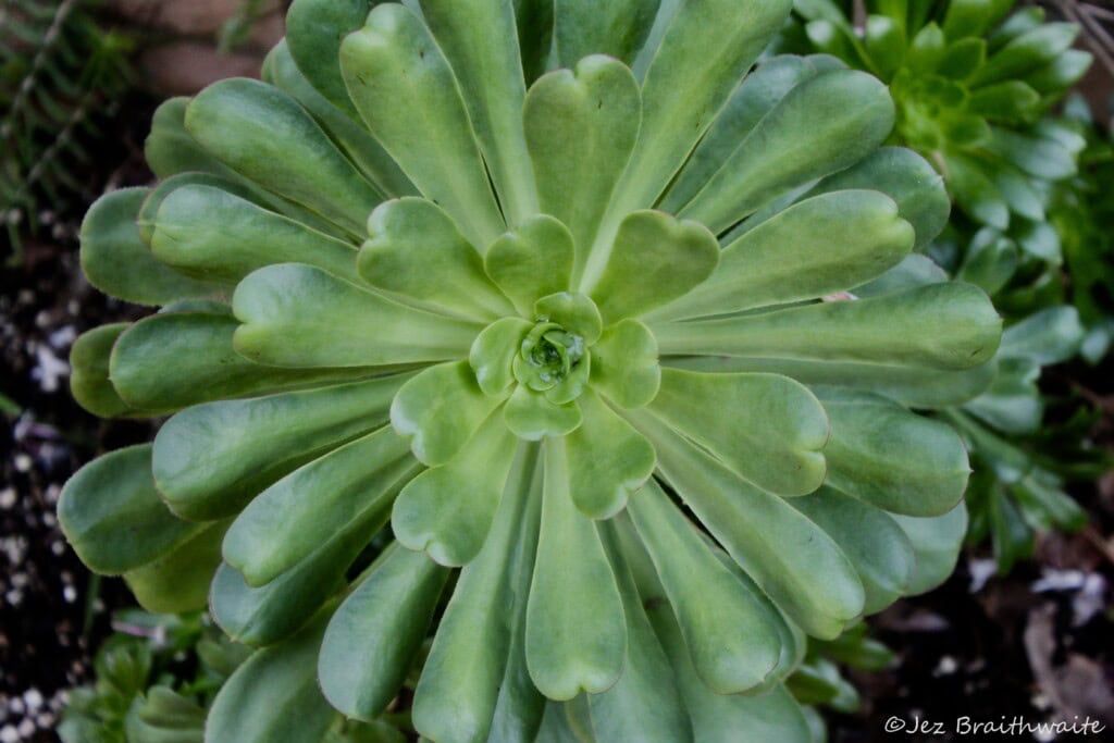 Succulent