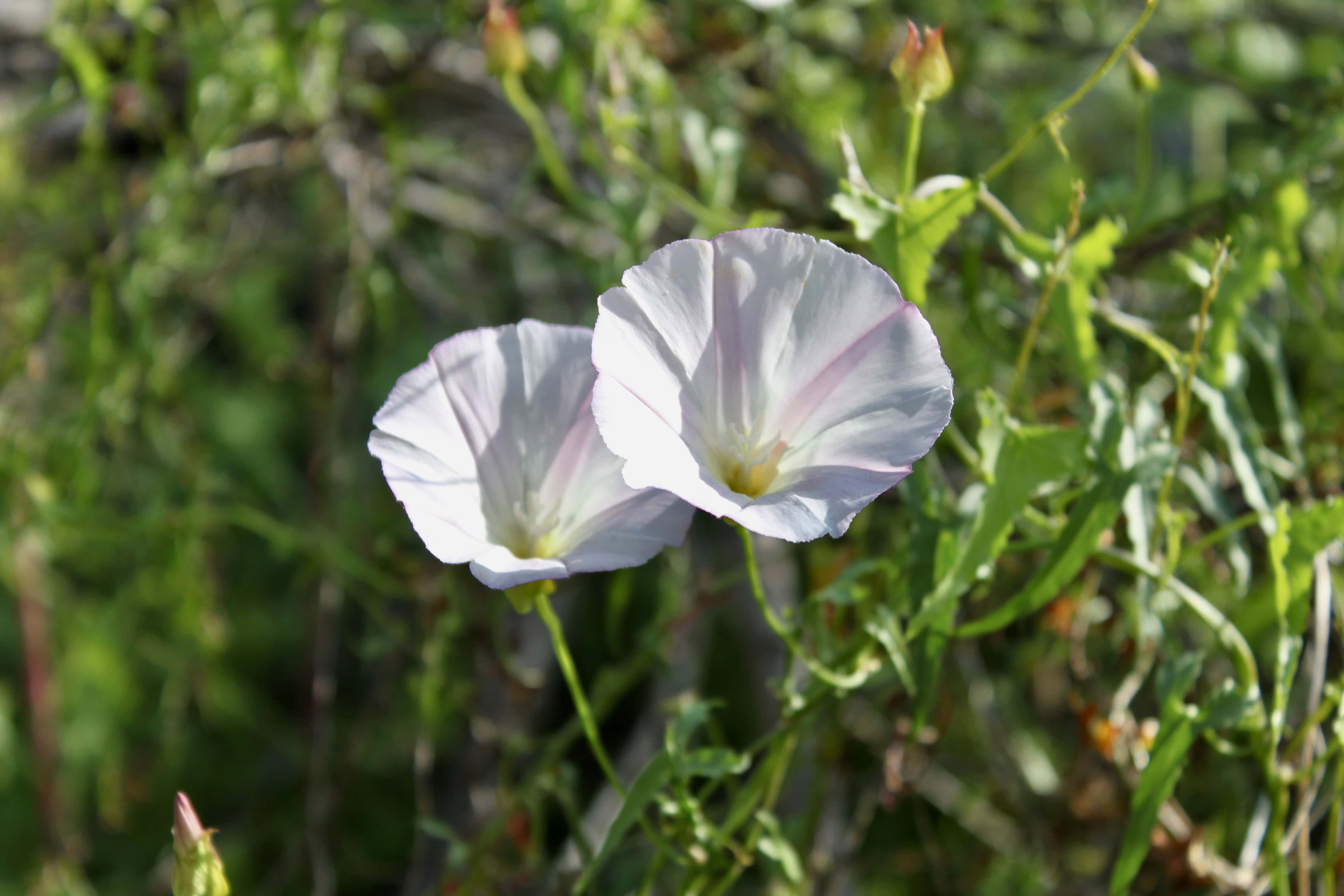 Morning Glory — FOTD Feb 03