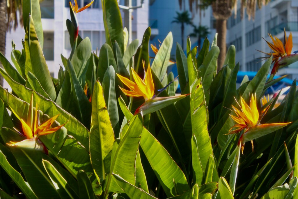 Birds of Paradise