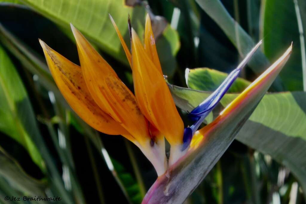 Bird of Paradise