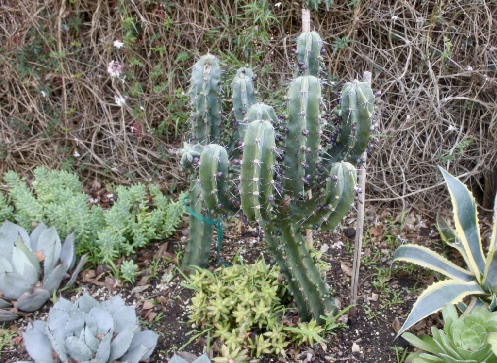 Cactus