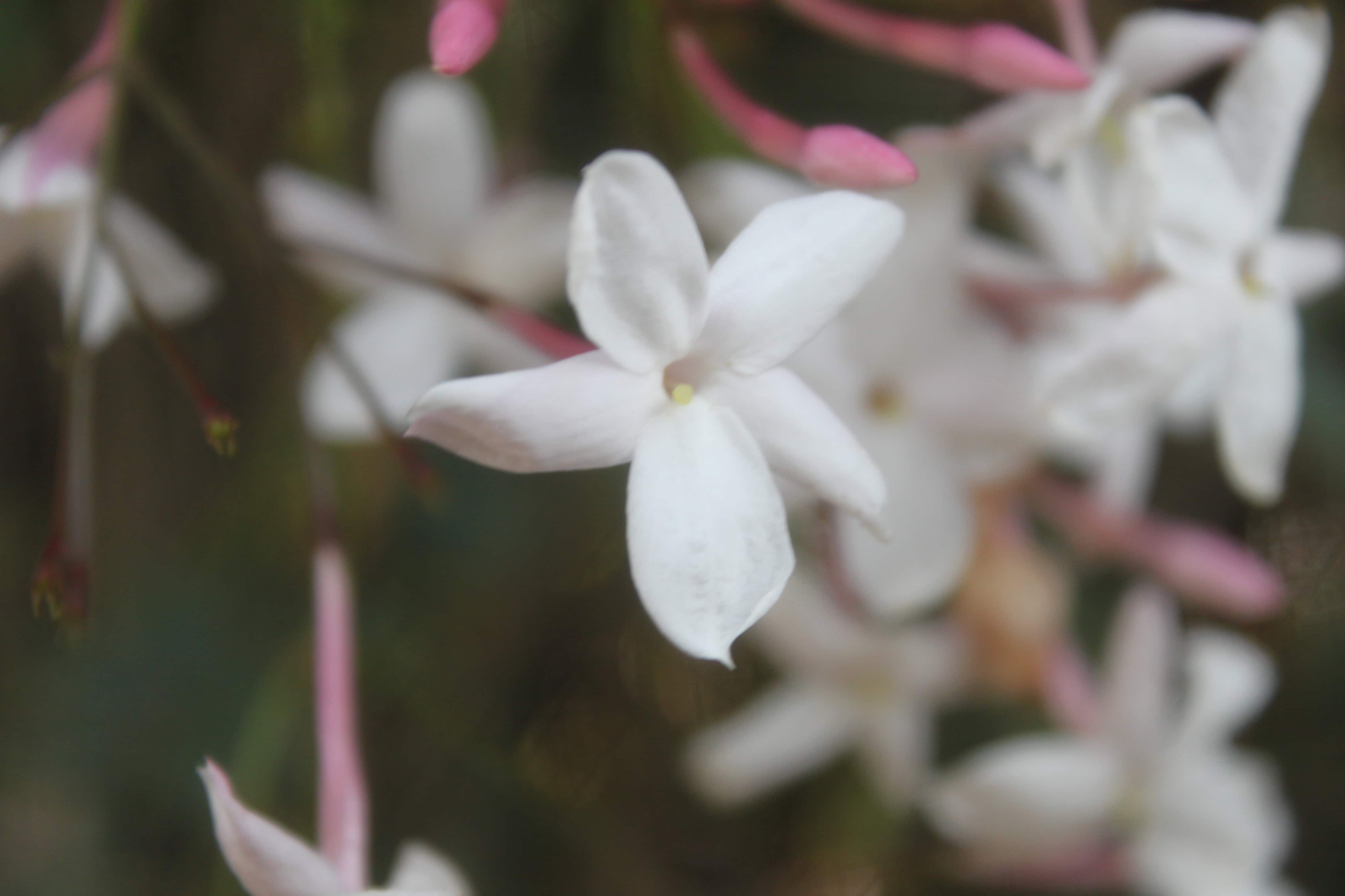 Jasmine — FOTD Feb 06
