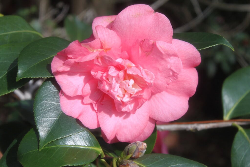 Japanese camelia