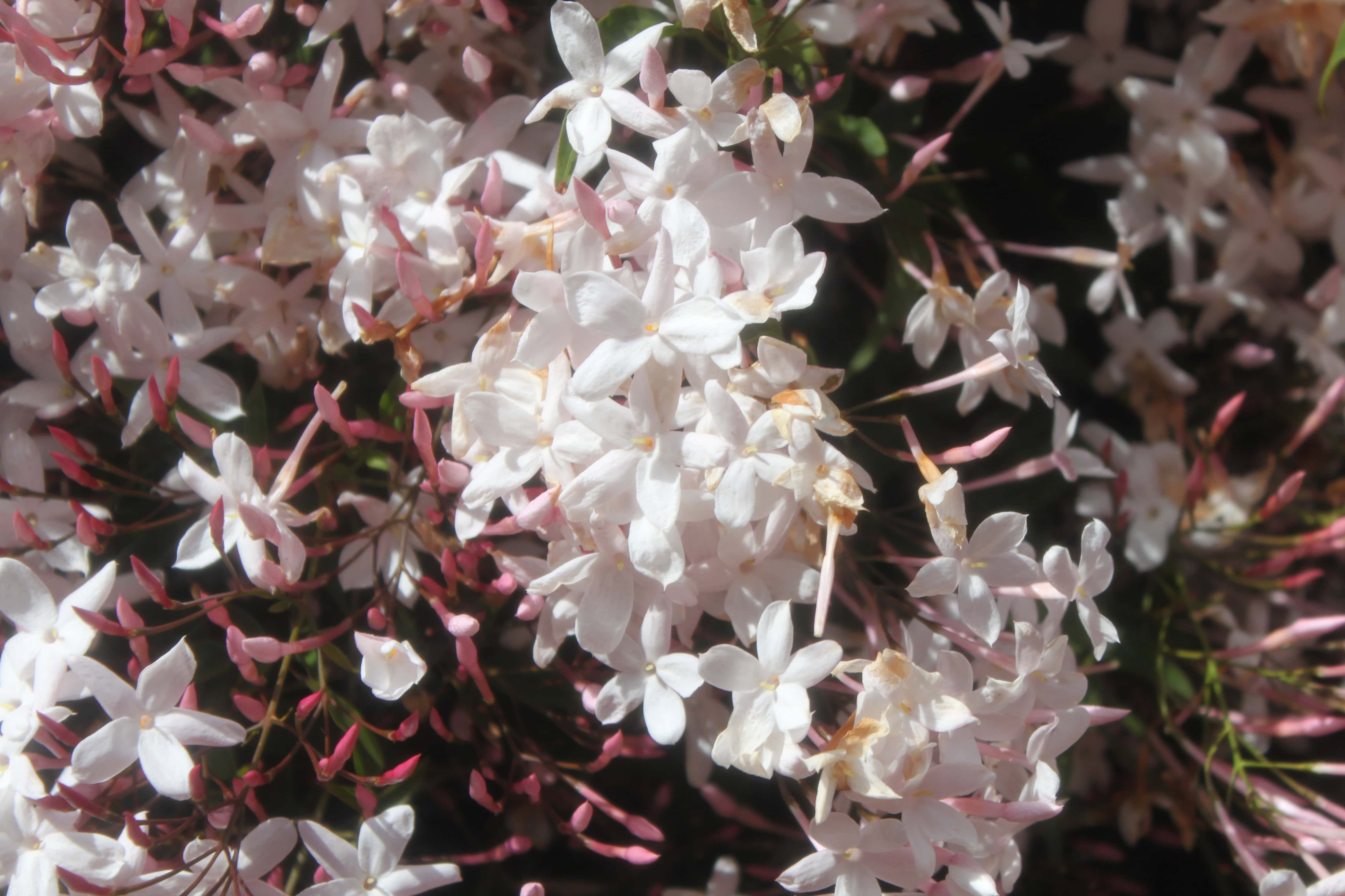 Jasmine — FOTD Feb 08