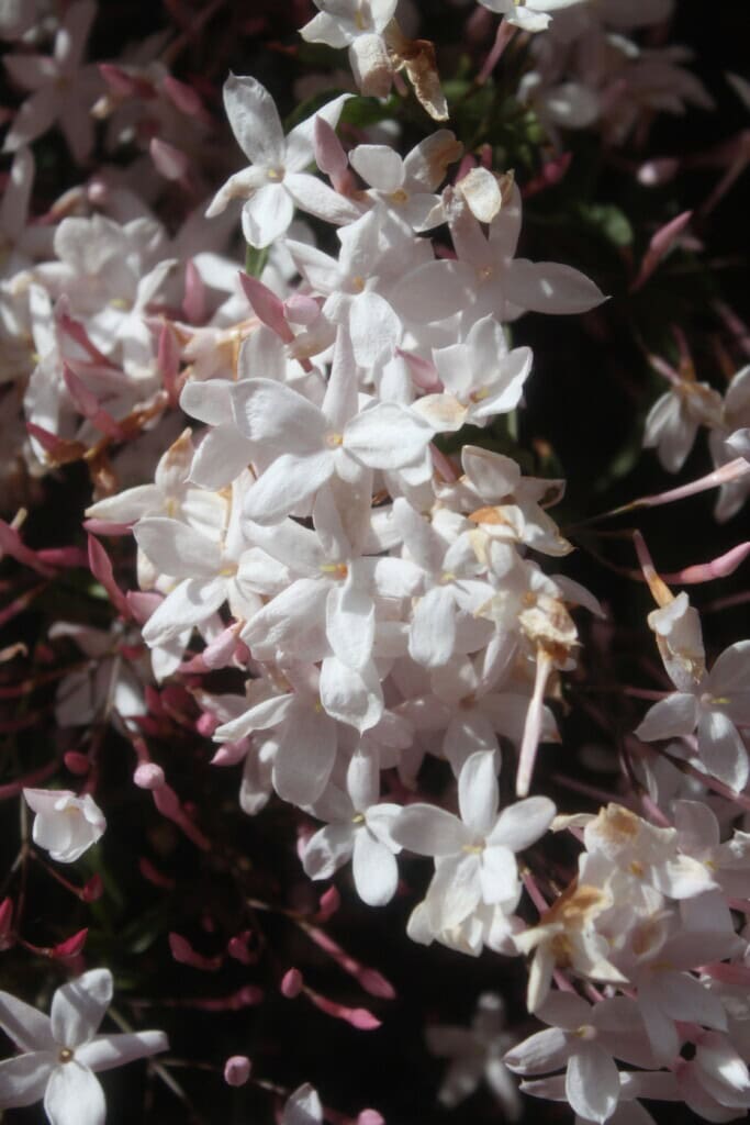 Jasmine